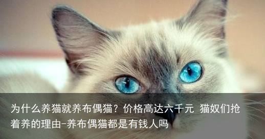 为什么养猫就养布偶猫？价格高达六千元 猫奴们抢着养的理由-养布偶猫都是有钱人吗