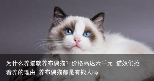 为什么养猫就养布偶猫？价格高达六千元 猫奴们抢着养的理由-养布偶猫都是有钱人吗