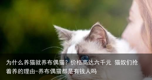为什么养猫就养布偶猫？价格高达六千元 猫奴们抢着养的理由-养布偶猫都是有钱人吗