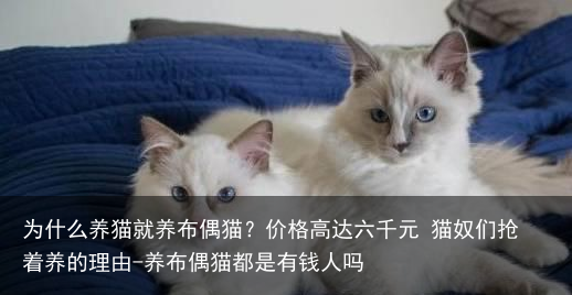 为什么养猫就养布偶猫？价格高达六千元 猫奴们抢着养的理由-养布偶猫都是有钱人吗