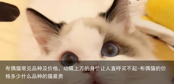 布偶猫常见品种及价格，动辄上万的身价让人直呼买不起-布偶猫的价格多少什么品种的猫最贵