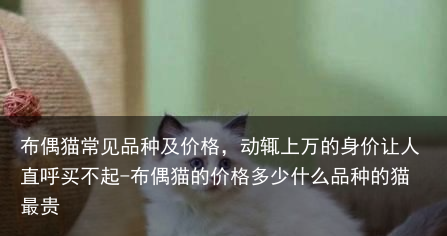 布偶猫常见品种及价格，动辄上万的身价让人直呼买不起-布偶猫的价格多少什么品种的猫最贵
