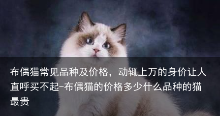 布偶猫常见品种及价格，动辄上万的身价让人直呼买不起-布偶猫的价格多少什么品种的猫最贵