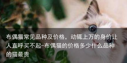 布偶猫常见品种及价格，动辄上万的身价让人直呼买不起-布偶猫的价格多少什么品种的猫最贵