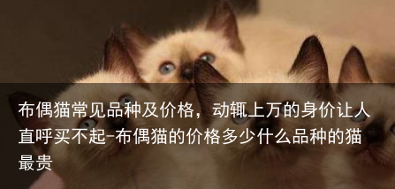 布偶猫常见品种及价格，动辄上万的身价让人直呼买不起-布偶猫的价格多少什么品种的猫最贵