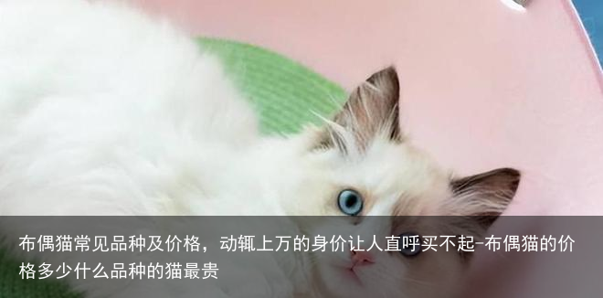布偶猫常见品种及价格，动辄上万的身价让人直呼买不起-布偶猫的价格多少什么品种的猫最贵