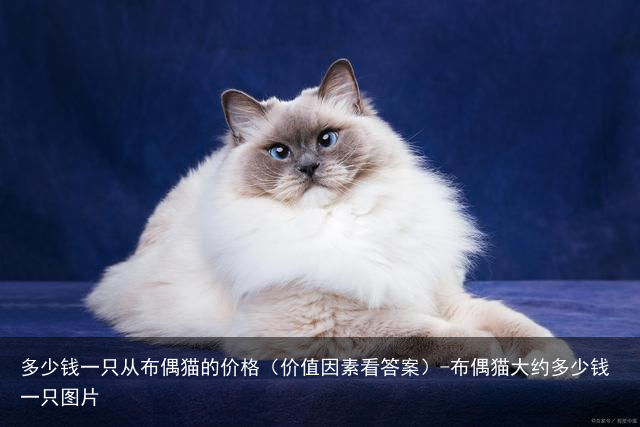 多少钱一只从布偶猫的价格（价值因素看答案）-布偶猫大约多少钱一只图片