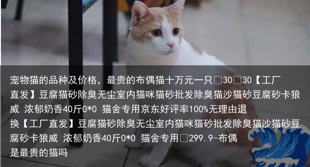宠物猫的品种及价格，最贵的布偶猫十万元一只