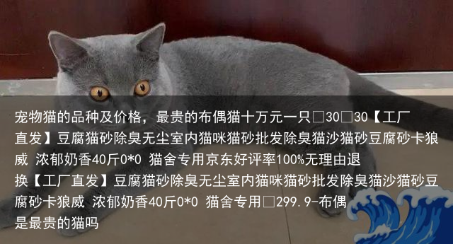 宠物猫的品种及价格，最贵的布偶猫十万元一只