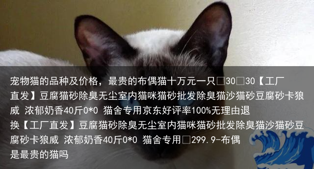 宠物猫的品种及价格，最贵的布偶猫十万元一只