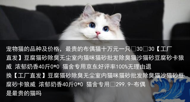 宠物猫的品种及价格，最贵的布偶猫十万元一只