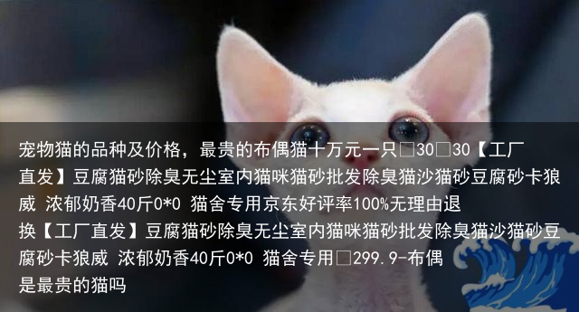 宠物猫的品种及价格，最贵的布偶猫十万元一只
