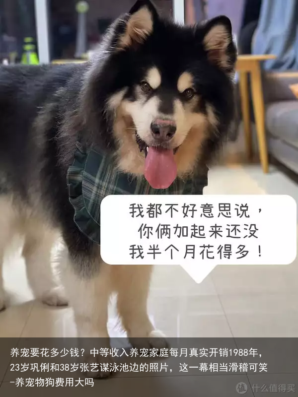 养宠要花多少钱？中等收入养宠家庭每月真实开销