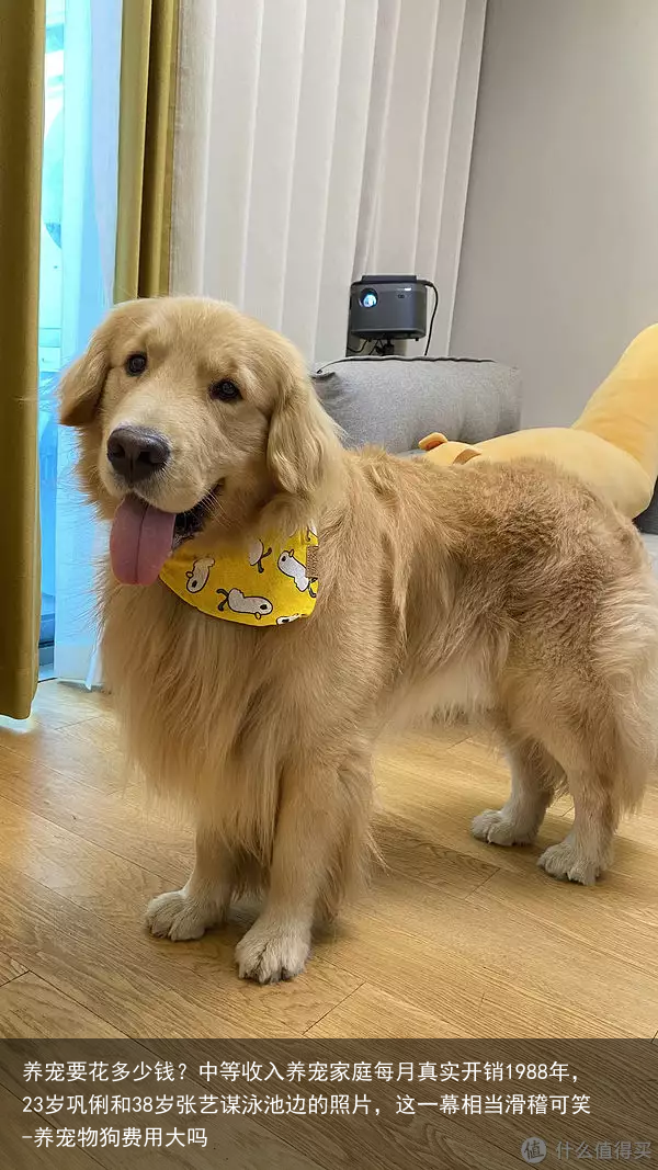 养宠要花多少钱？中等收入养宠家庭每月真实开销