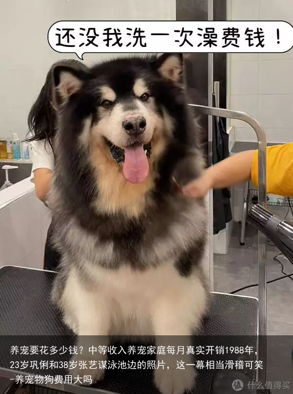 养宠要花多少钱？中等收入养宠家庭每月真实开销