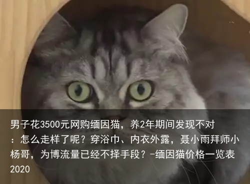 男子花3500元网购缅因猫，养2年期间发现不对：怎么走样了呢？-缅因猫价格一览表2020