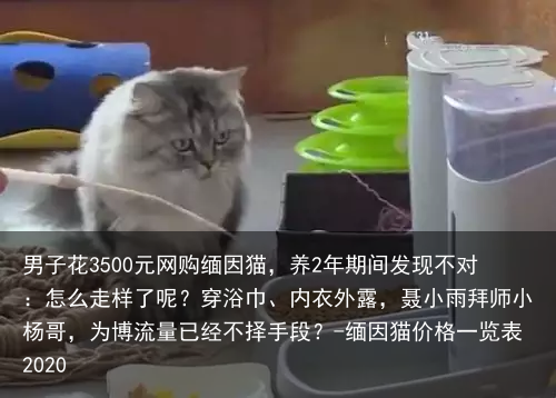男子花3500元网购缅因猫，养2年期间发现不对：怎么走样了呢？-缅因猫价格一览表2020