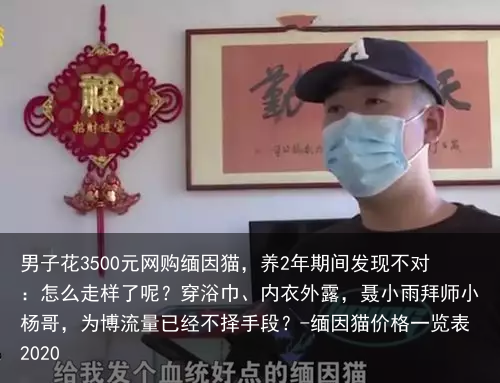 男子花3500元网购缅因猫，养2年期间发现不对：怎么走样了呢？-缅因猫价格一览表2020