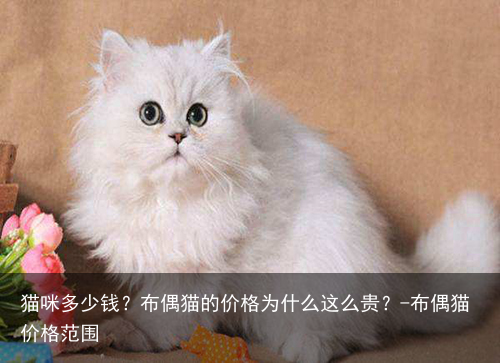 猫咪多少钱？布偶猫的价格为什么这么贵？-布偶猫价格范围