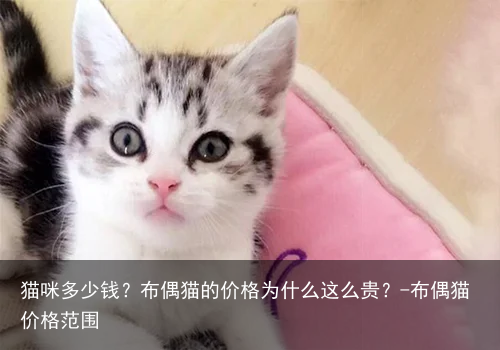 猫咪多少钱？布偶猫的价格为什么这么贵？-布偶猫价格范围