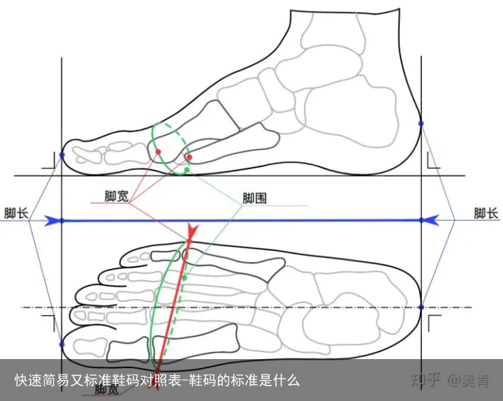 快速简易又标准鞋码对照表-鞋码的标准是什么