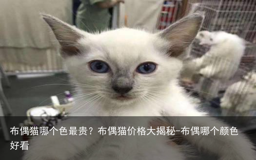 布偶猫哪个色最贵？布偶猫价格大揭秘-布偶哪个颜色好看