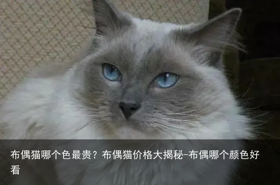 布偶猫哪个色最贵？布偶猫价格大揭秘-布偶哪个颜色好看