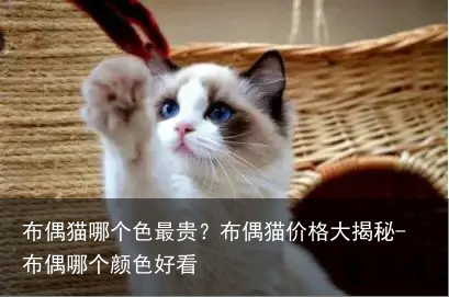 布偶猫哪个色最贵？布偶猫价格大揭秘-布偶哪个颜色好看