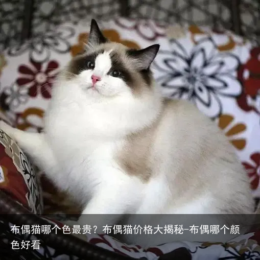 布偶猫哪个色最贵？布偶猫价格大揭秘-布偶哪个颜色好看