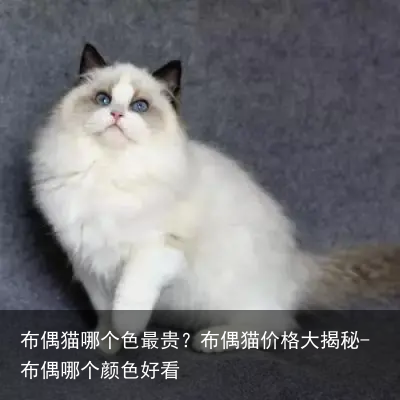 布偶猫哪个色最贵？布偶猫价格大揭秘-布偶哪个颜色好看