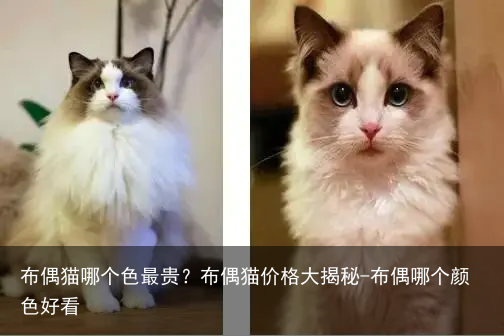 布偶猫哪个色最贵？布偶猫价格大揭秘-布偶哪个颜色好看