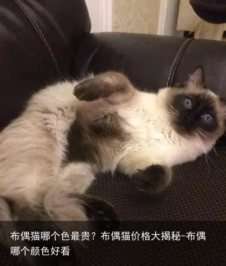 布偶猫哪个色最贵？布偶猫价格大揭秘-布偶哪个颜色好看