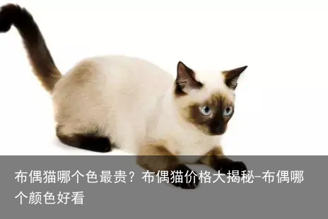 布偶猫哪个色最贵？布偶猫价格大揭秘-布偶哪个颜色好看