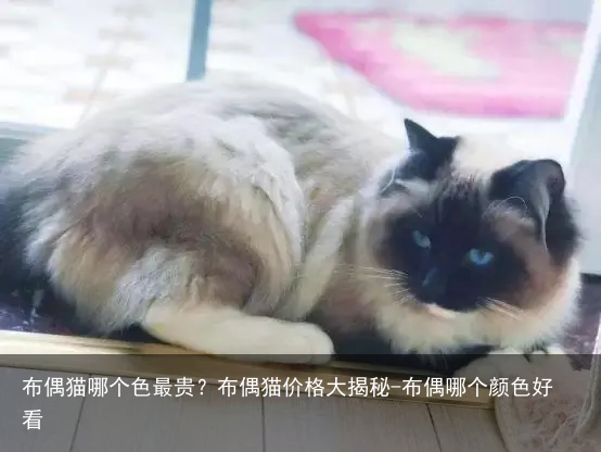 布偶猫哪个色最贵？布偶猫价格大揭秘-布偶哪个颜色好看