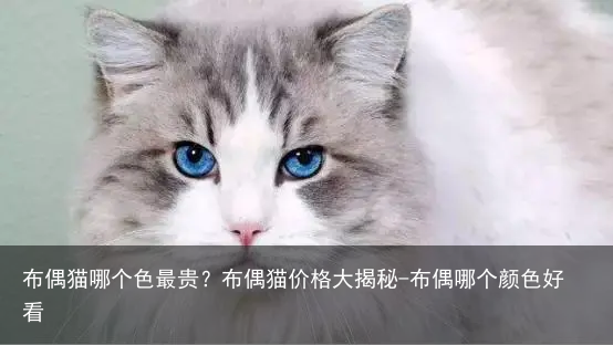 布偶猫哪个色最贵？布偶猫价格大揭秘-布偶哪个颜色好看
