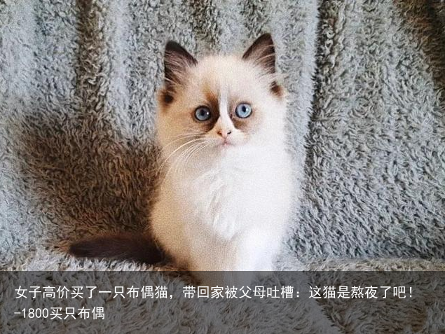 女子高价买了一只布偶猫，带回家被父母吐槽：这猫是熬夜了吧！-1800买只布偶