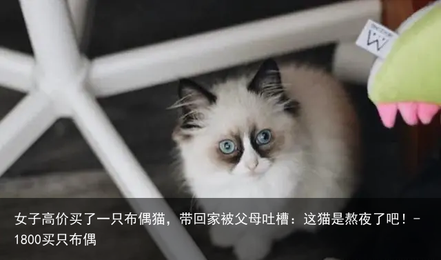 女子高价买了一只布偶猫，带回家被父母吐槽：这猫是熬夜了吧！-1800买只布偶