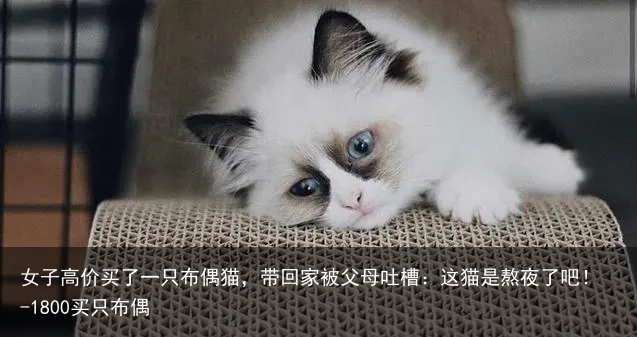 女子高价买了一只布偶猫，带回家被父母吐槽：这猫是熬夜了吧！-1800买只布偶
