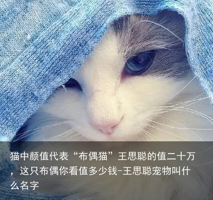 猫中颜值代表“布偶猫”王思聪的值二十万，这只布偶你看值多少钱-王思聪宠物叫什么名字