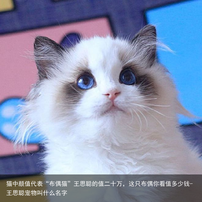 猫中颜值代表“布偶猫”王思聪的值二十万，这只布偶你看值多少钱-王思聪宠物叫什么名字