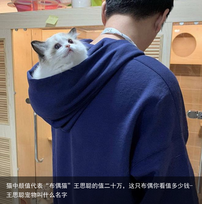 猫中颜值代表“布偶猫”王思聪的值二十万，这只布偶你看值多少钱-王思聪宠物叫什么名字