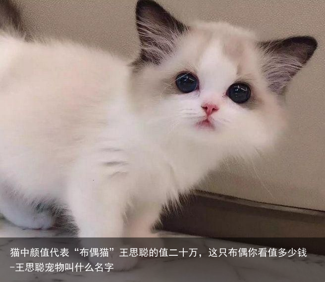 猫中颜值代表“布偶猫”王思聪的值二十万，这只布偶你看值多少钱-王思聪宠物叫什么名字
