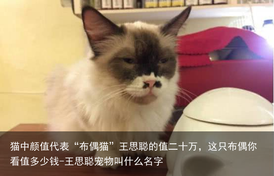 猫中颜值代表“布偶猫”王思聪的值二十万，这只布偶你看值多少钱-王思聪宠物叫什么名字