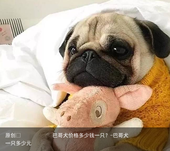 巴哥犬价格多少钱一只？-巴哥犬一只多少元