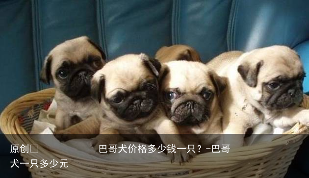 巴哥犬价格多少钱一只？-巴哥犬一只多少元