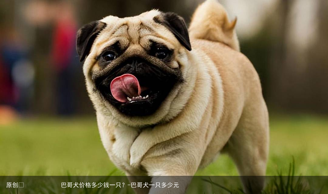 巴哥犬价格多少钱一只？-巴哥犬一只多少元