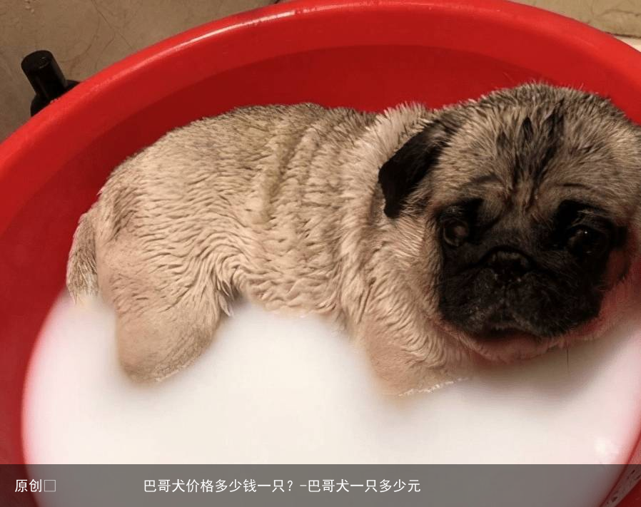 巴哥犬价格多少钱一只？-巴哥犬一只多少元