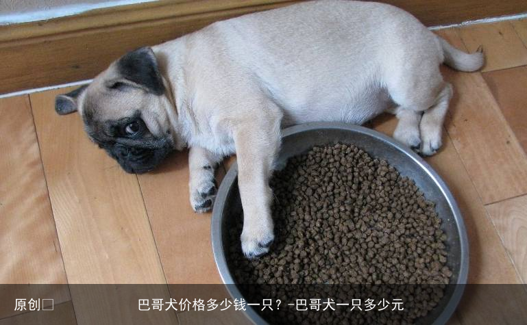 巴哥犬价格多少钱一只？-巴哥犬一只多少元