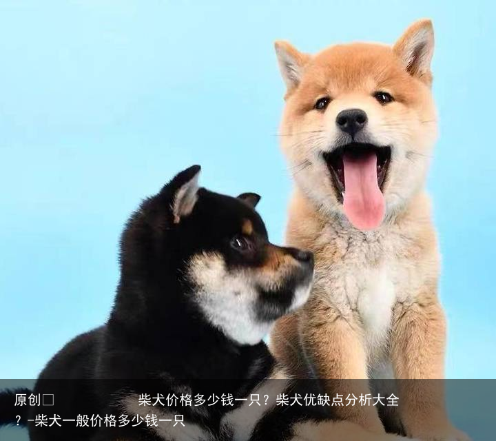 柴犬价格多少钱一只？柴犬优缺点分析大全？-柴犬一般价格多少钱一只