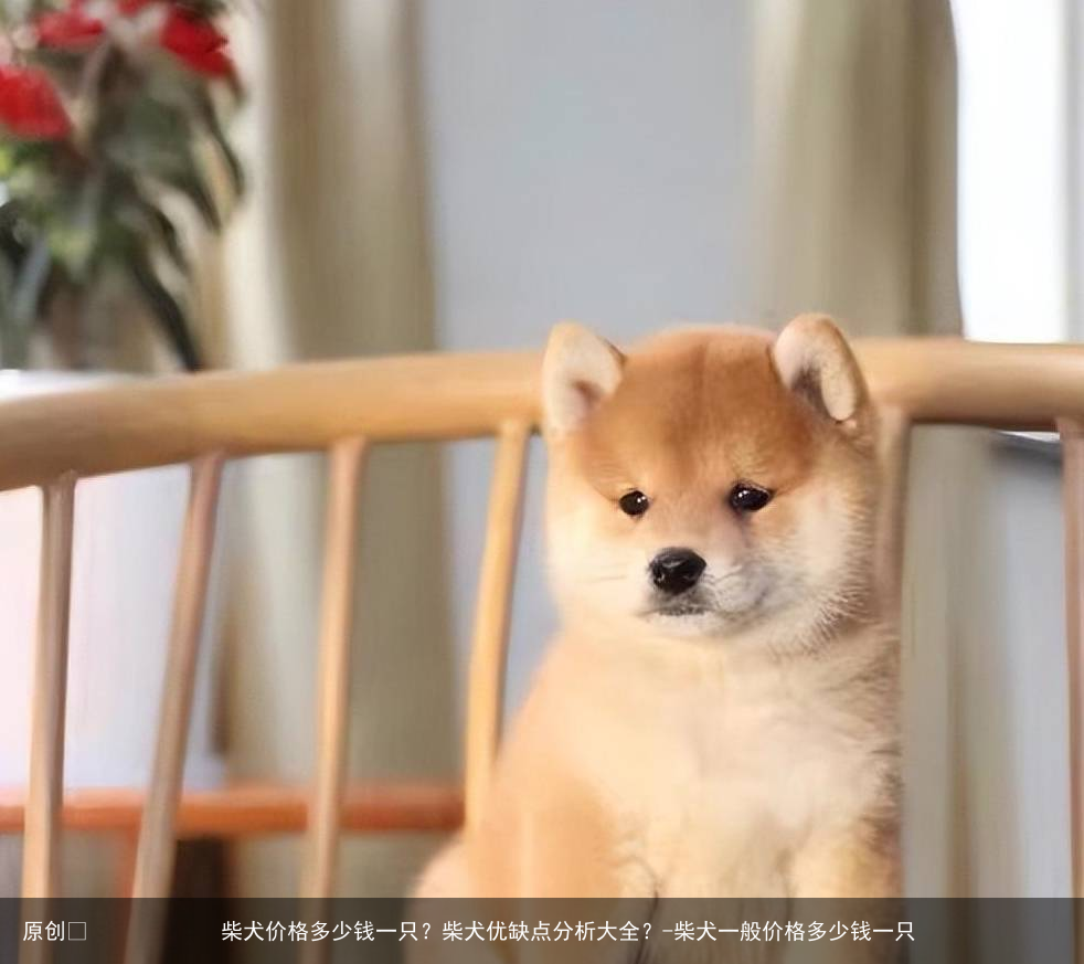 柴犬价格多少钱一只？柴犬优缺点分析大全？-柴犬一般价格多少钱一只
